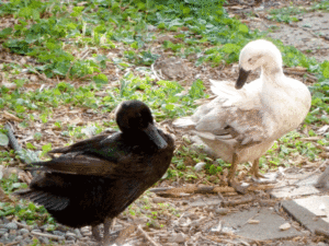 Runner ducks grooming themselves out in the garden