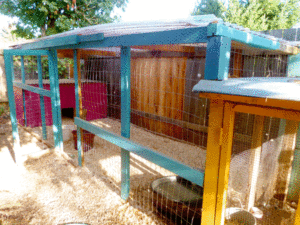 Painted duck coop (blue & pink) attached to the chicken coop (yellow)