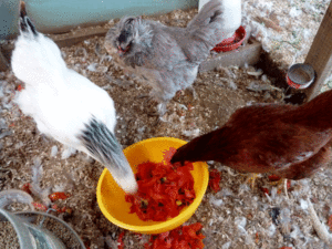 tomatoes-chickens