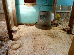Freshly cleaned chicken coop