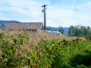 farm
