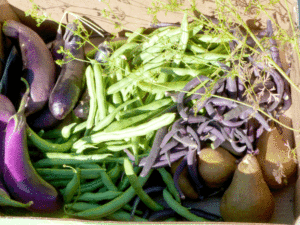 October harvest of eggplants, green beans and pears. Veggies were later frozen.