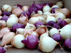 yellow and red winter onions