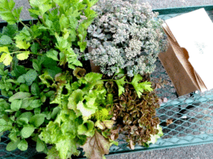 winter-vegetables