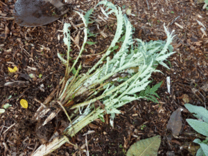 Artichoke starts dug up from existing plants