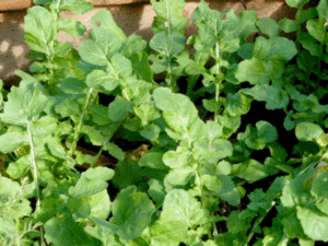arugula