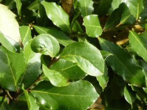 bay