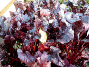 beets
