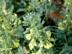 broccoli