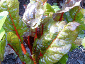 chard