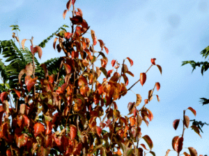 fall-leaves