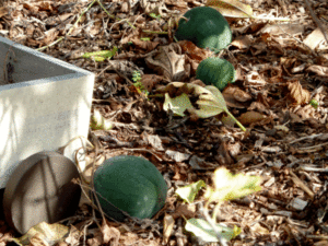 Melons that didn't ripen in time, left to remind us of summer