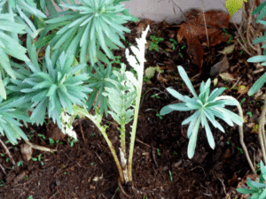 New plant starts: Euphorbia and artichokes