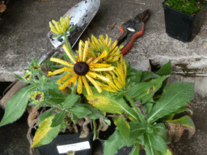 Rudbeckia starts