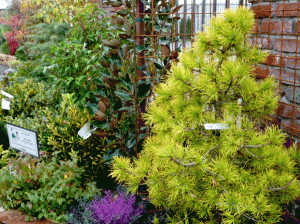 Winter plant display at my local nursery