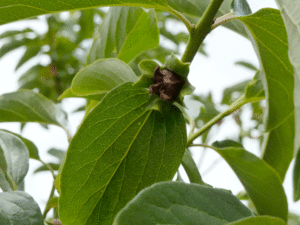 Persimmon turning from flower to fruit