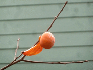 persimmon-ripe