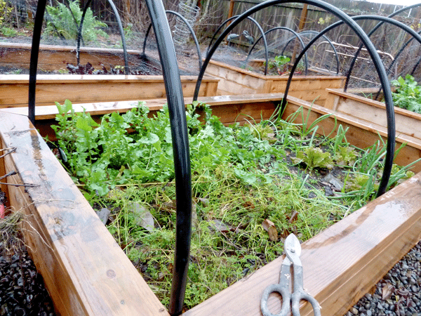 Hoops in place, ready for bird netting/greenhouse plastic