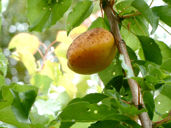 Puget Gold apricot fruit developing with a scab from blight