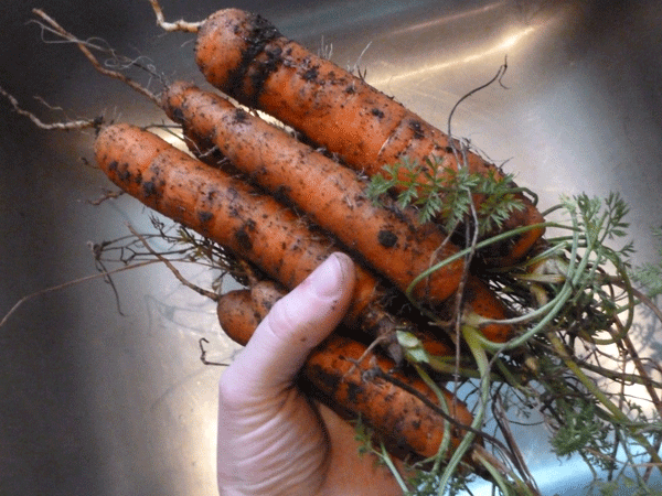 january-carrots