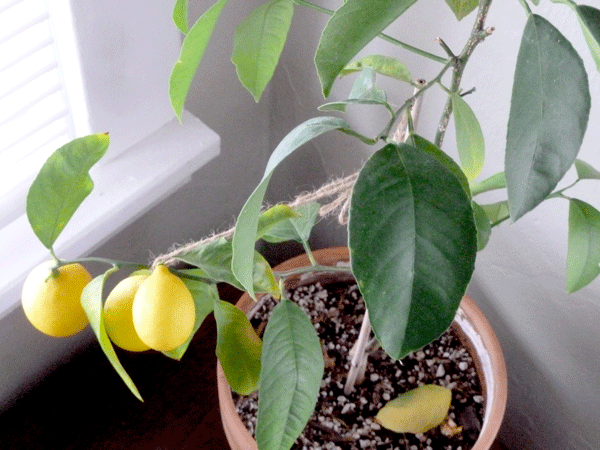 january-lemon-tree