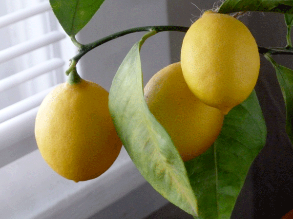 january-lemons