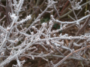 winter