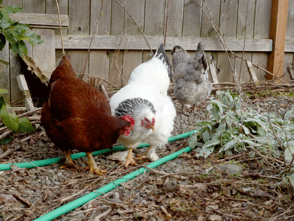 winter-chickens