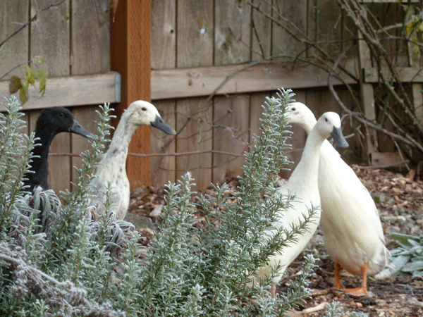 winter-runner-ducks