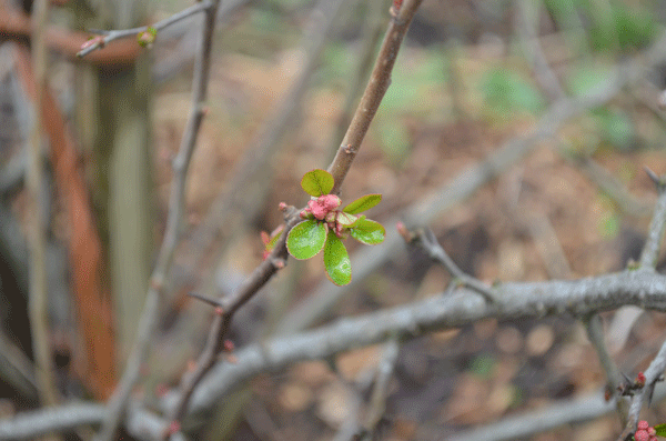 spring-quince-bud