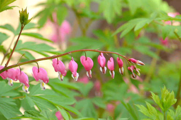 bleeding-heart
