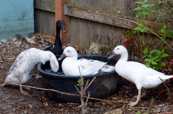 Never-ending pool party