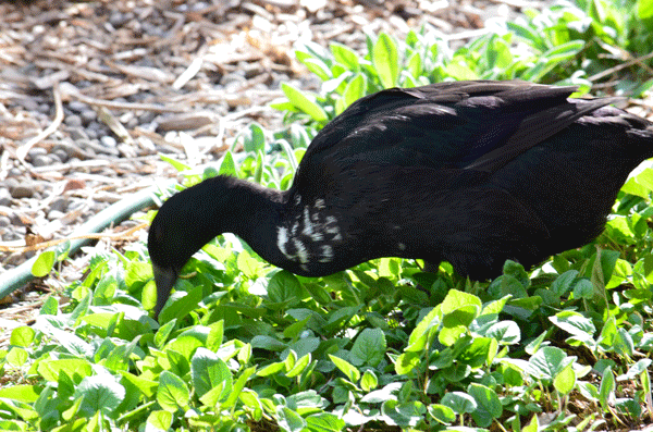 Our duck Pepper gobbling up slugs