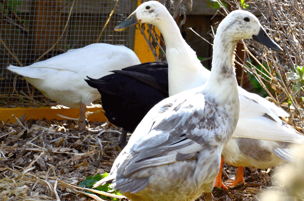 Ducks free-ranging in the garden
