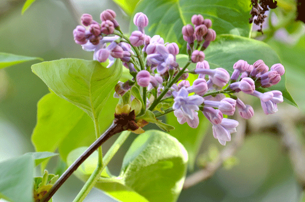 emerging-lilac