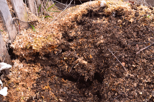 The middle of this compost pile has "black gold" ready for the garden beds