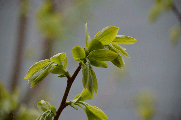 persimmon-leaf