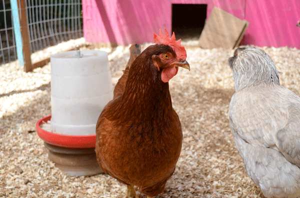 Regular cleaning of your chicken coop may help keep some pests away ...