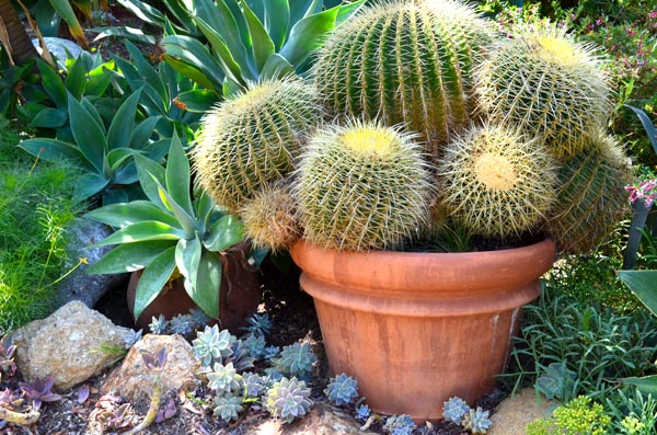 sd-cactus