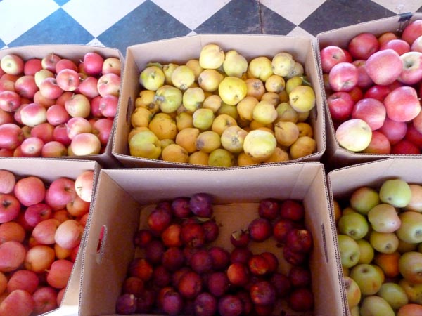 apple-varieties