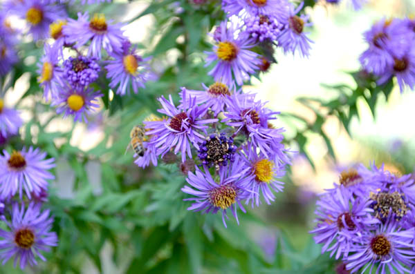 fall-asters