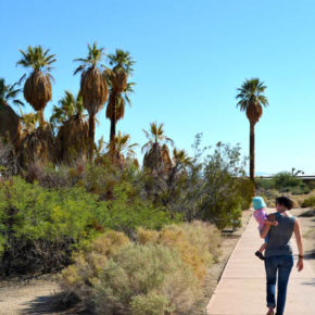 joshua-tree-explorers