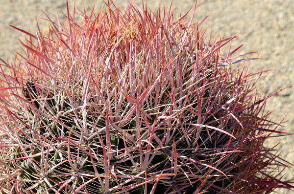 joshua-tree-red-cactus