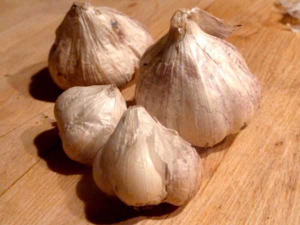 garlic-bulb-size