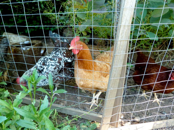 rental-chickens