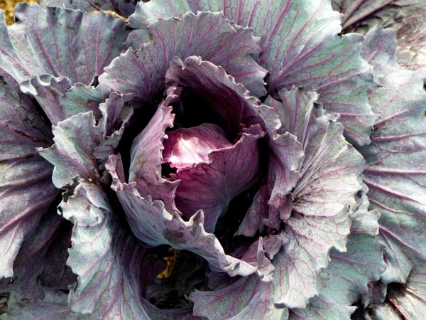 winter-cabbage