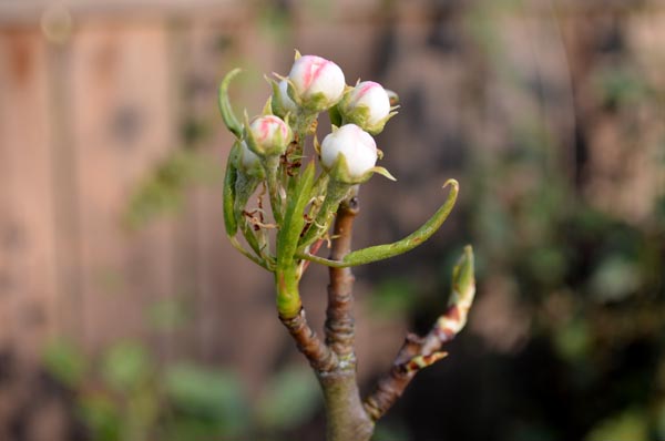 pear-blossom