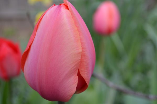 tulip-glory
