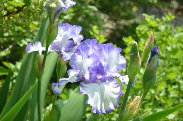 grandma-irises