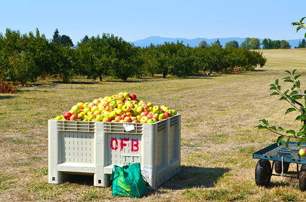 Orchard-harvest